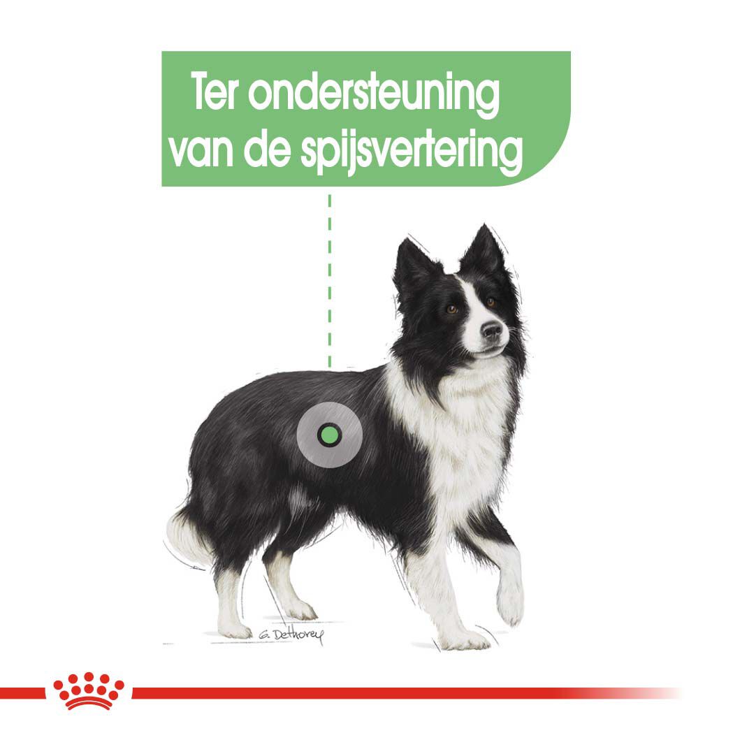 Royal Canin Digestive Care Medium Adult - Hondenvoer - 12 Kilogram - gevogelte
