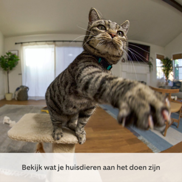 Ring Pan & Tilt Indoor Cam Wit