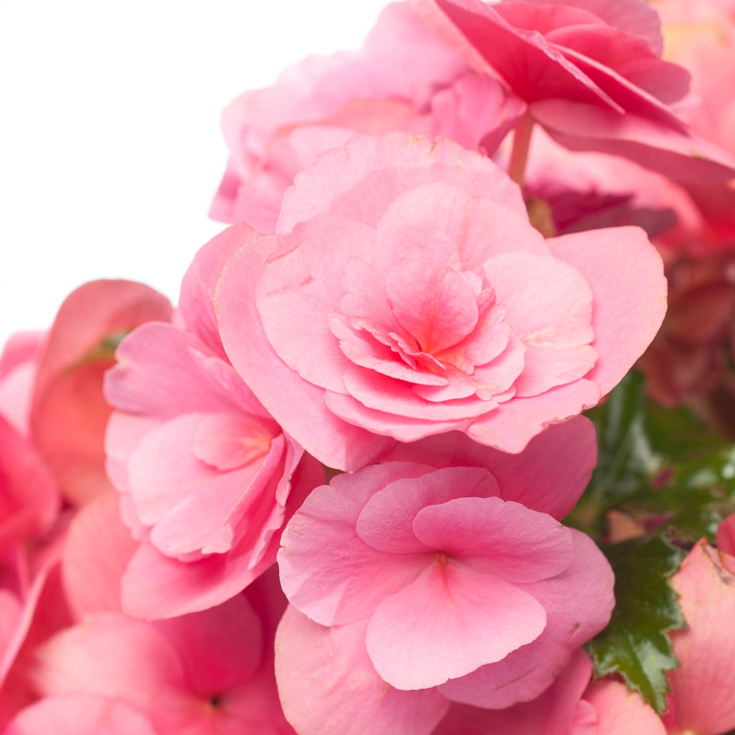 Begonia (Begonia elatior 'Berseba') D 14 H 30 cm