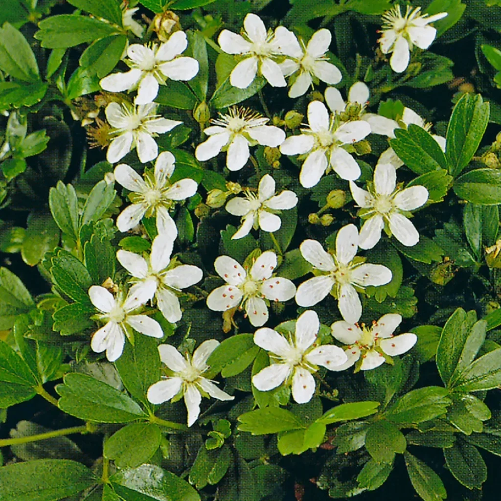 Sibbaldiopsis tridentata 'Nuuk' Grønlandsmure 'Nuuk' Ø22 cm