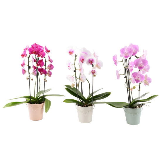 Orchidée Phalaenopsis cascade 2 tiges, pot zinc D13xH55cm