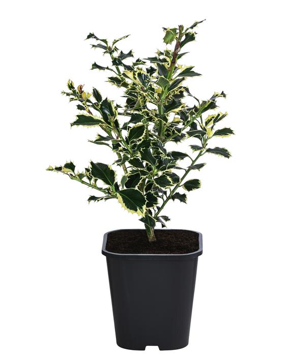 Weißbunte Stechpalme 'Argentea Marginata'