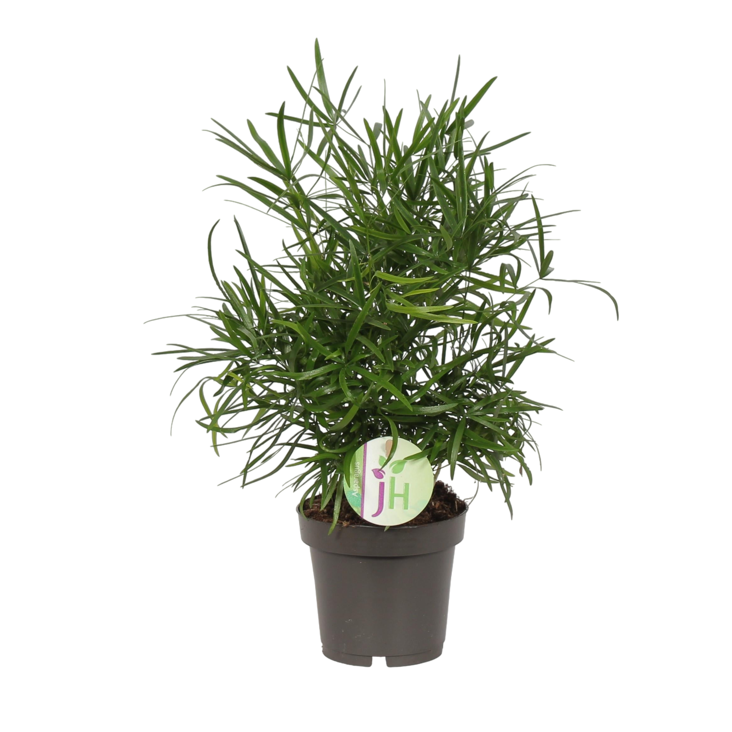 Plante d'intérieur - asparagus 'falcatus' 30.0cm