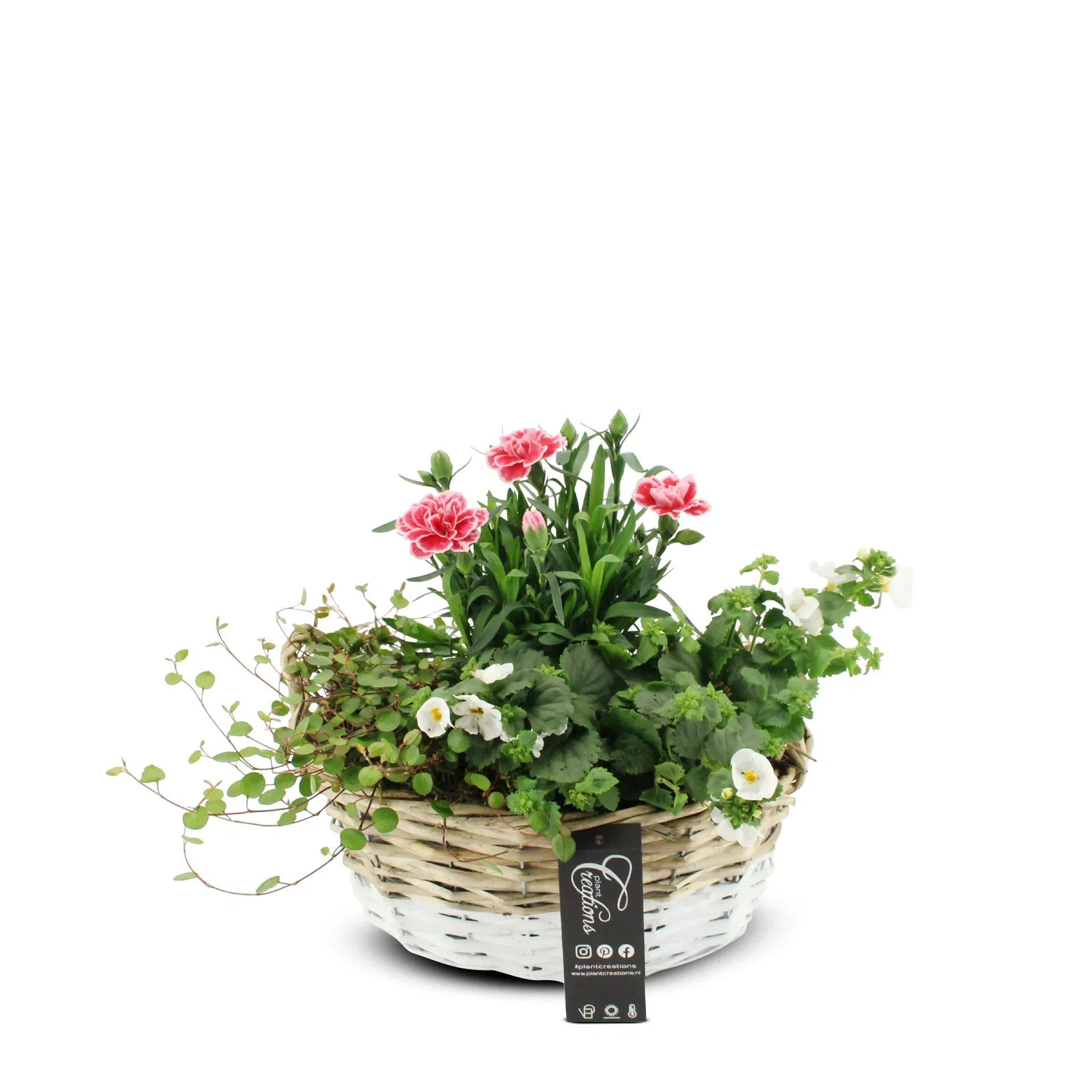 Summar dec. Dianthus/Bacopa in White basket Sommerbeplantning med nellik i kurv Høyde 27 cm