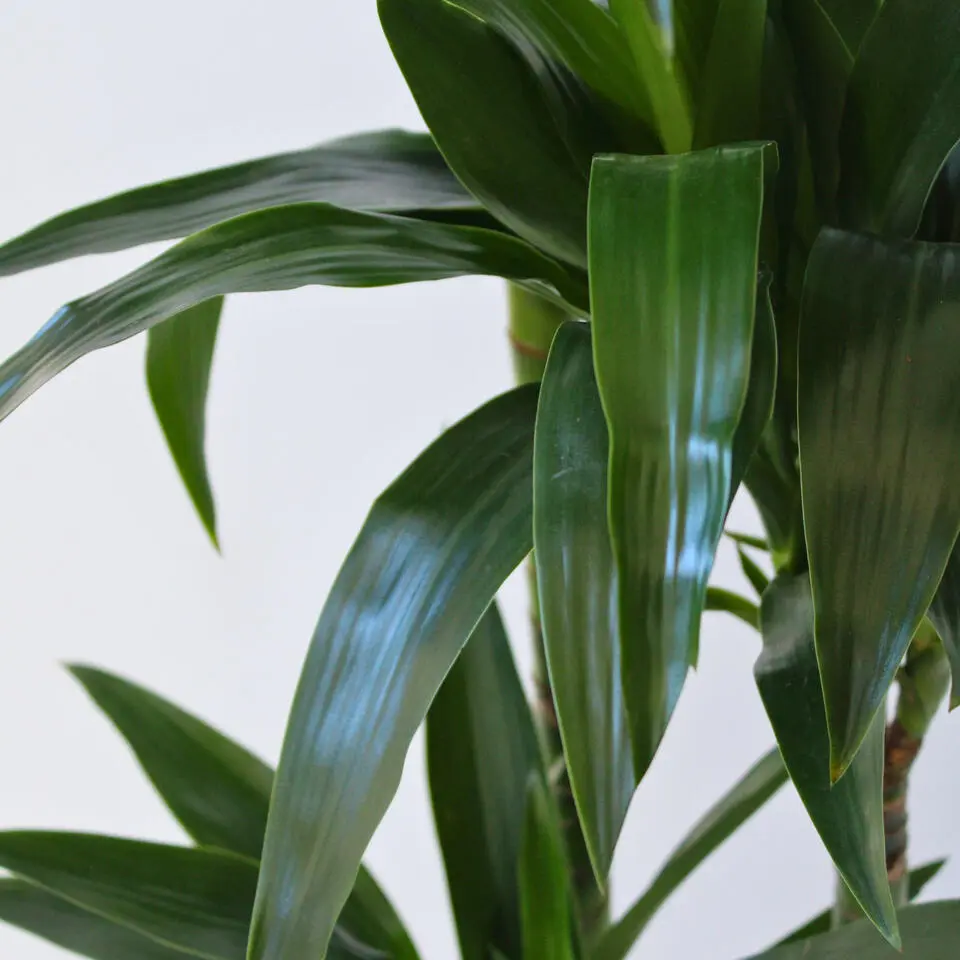 Drakenbloedboom - Dracaena deremensis 'Janet Craig' - Hoogte 140-150cm - ⌀24cm