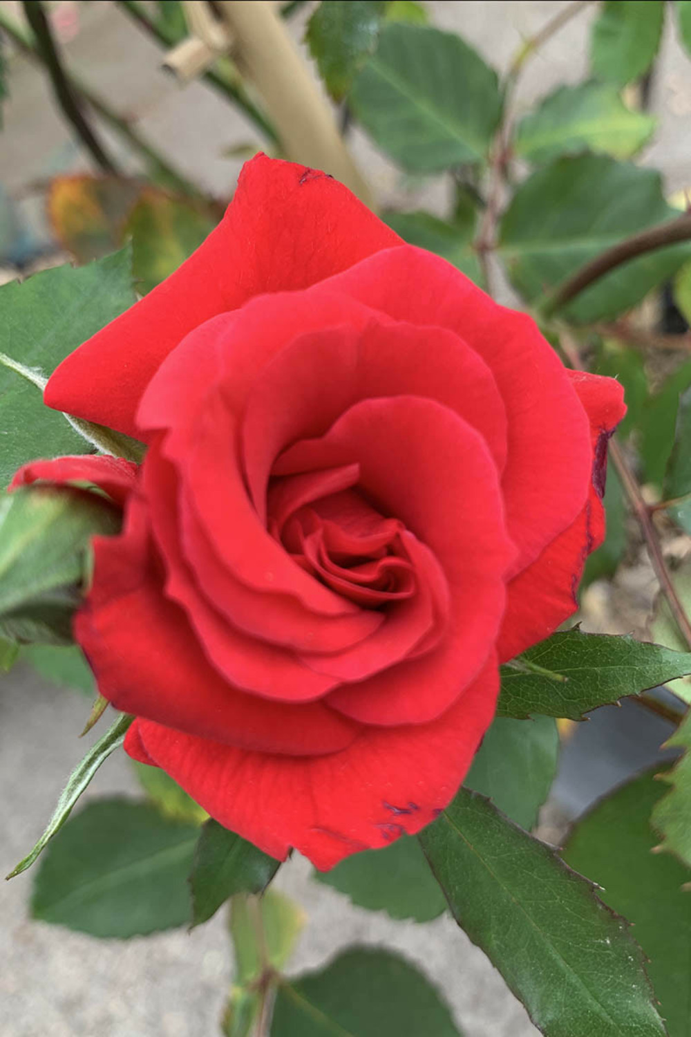 Rosier grimpant 'vittel' ? - 5l