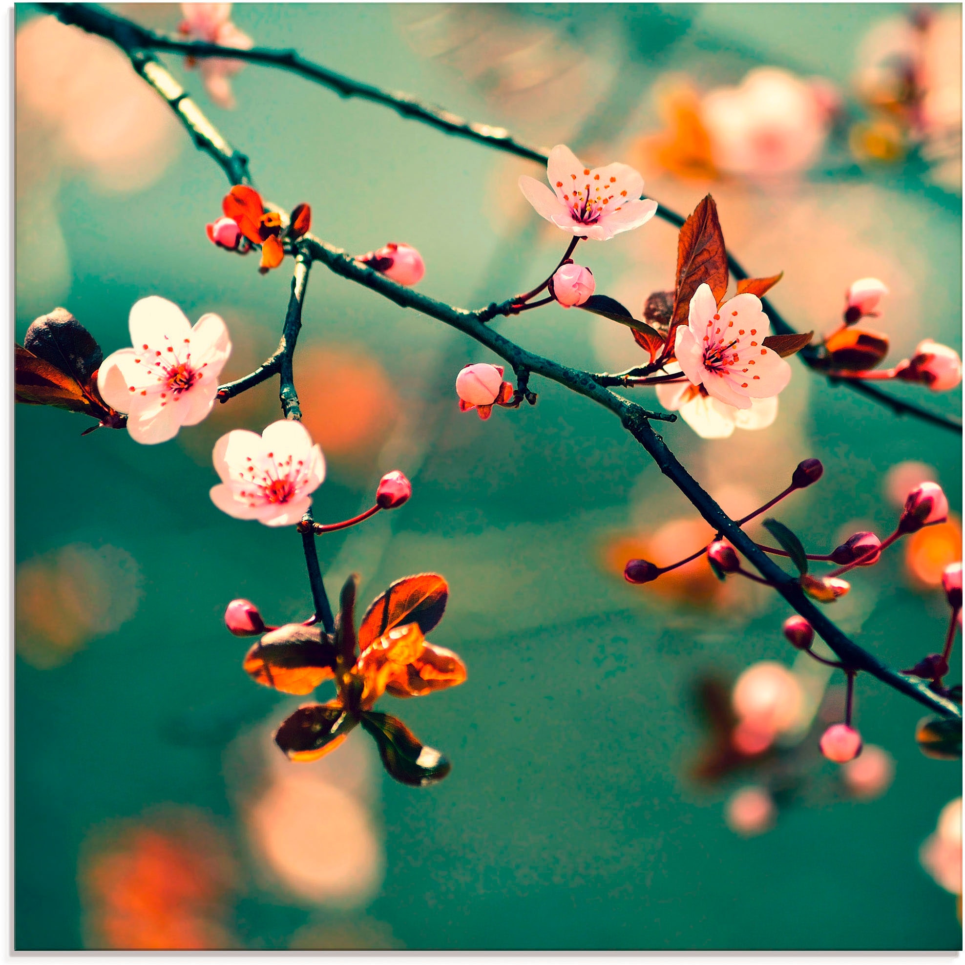 Artland Glasbild »Japanische Kirsch Sakura Blumen« Blumen 1 Stk. tlg. in verschiedenen Grössen