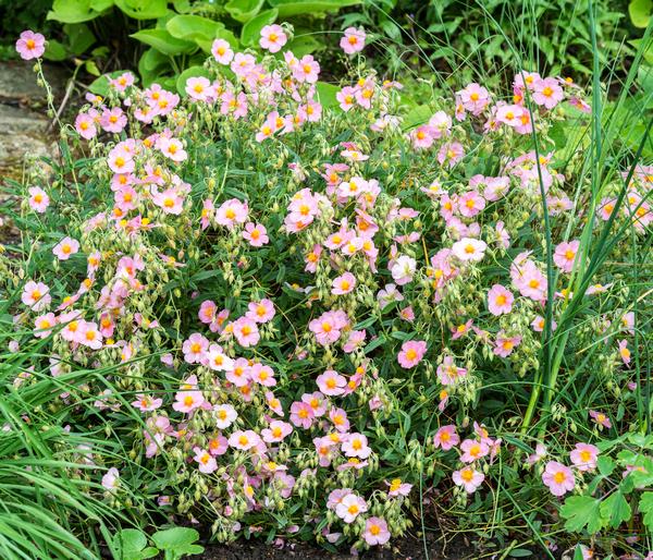 Bio Sonnenröschen, rosa