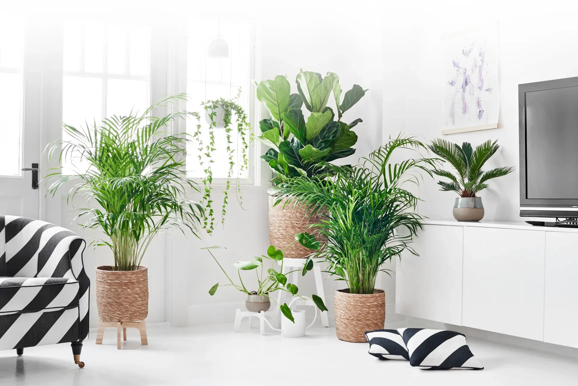 Dypsis lutescens Arekapalme Høyde 120 cm