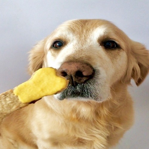 Kit de confeitaria Loonypets para cães, biscoitos para cachorros