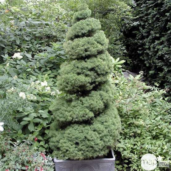 Picea glauca Conica H : 40/50 cm ctr 4L
