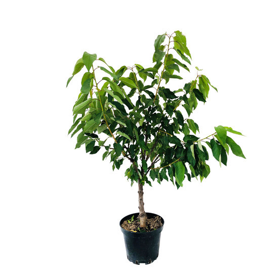 Cerisier 'Burlat', fuseau, conteneur, 20 litres, 3 ans