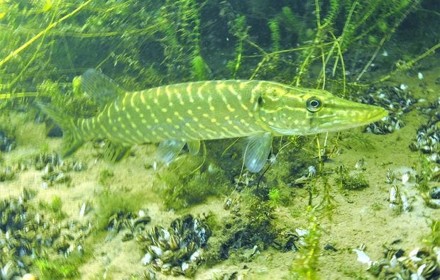 Tauchschnupperkurs in Worms im Elisabethen See