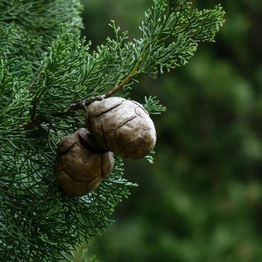 Cyprès de provence (cupressus sempervirens) - godet - taille 15/30cm