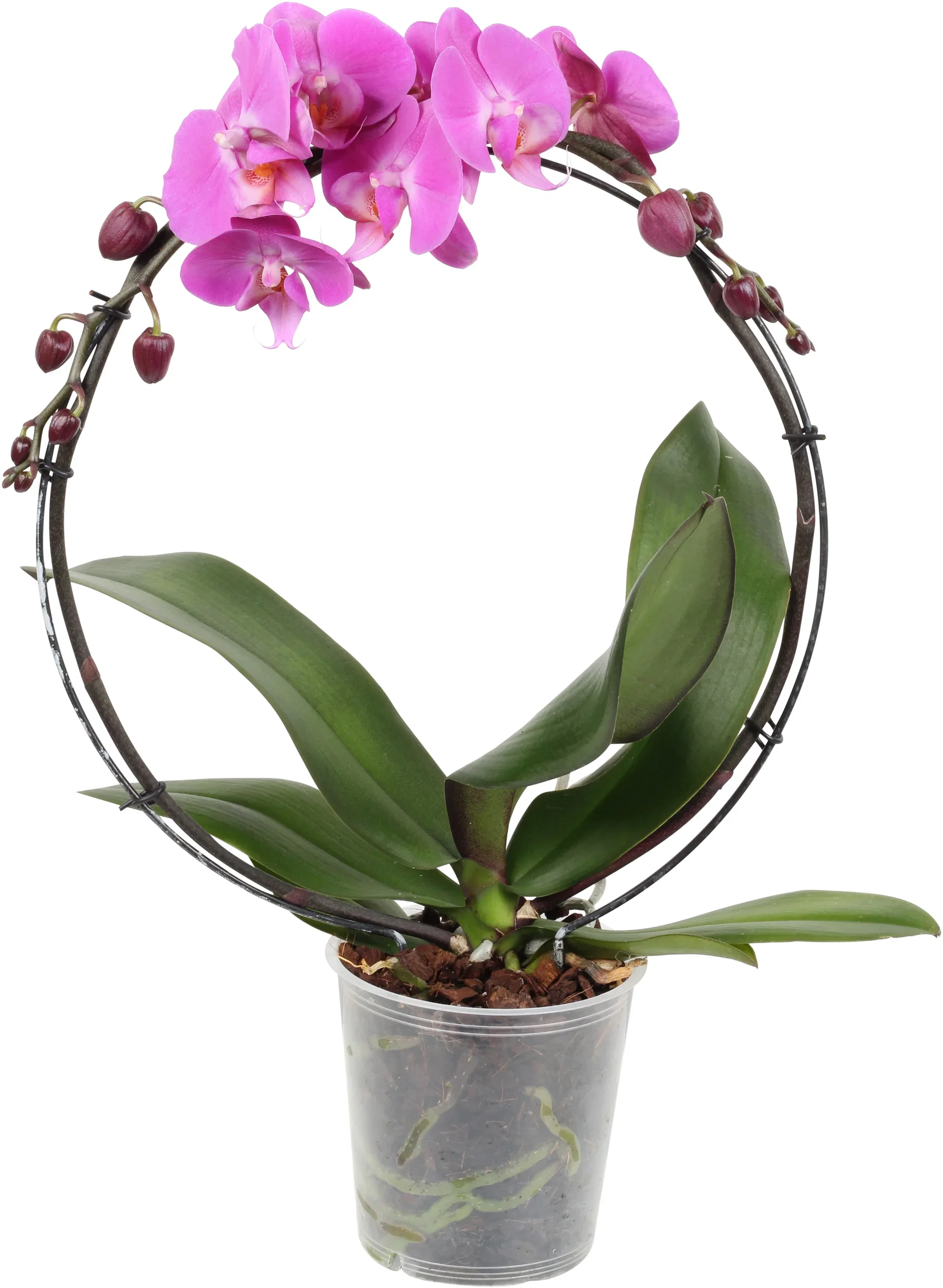 Phalaenopsis hybrid Orkidé på bøyle Høyde 40 cm