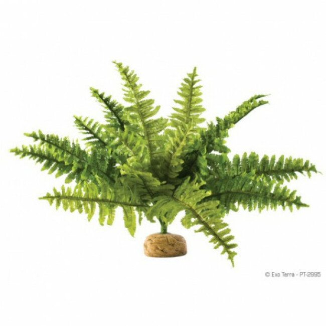 Fougère de Boston Exo Terra pour terrarium