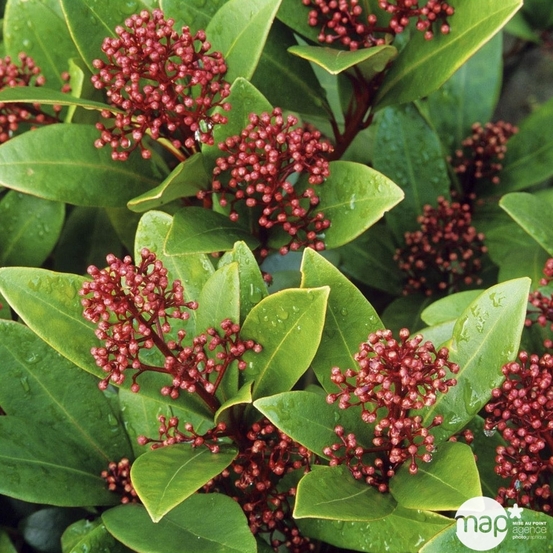 Skimmia japonica ' Rubella ' : H 40/50 cm conteneur 5 litres