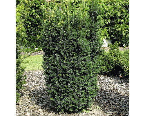 Bekerrasp FloraSelf Taxus media 'Hillii' H 30-40 cm Co 3 L