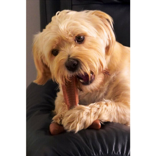 Bamboodles T-Bone Chew jouet à mâcher pour chien