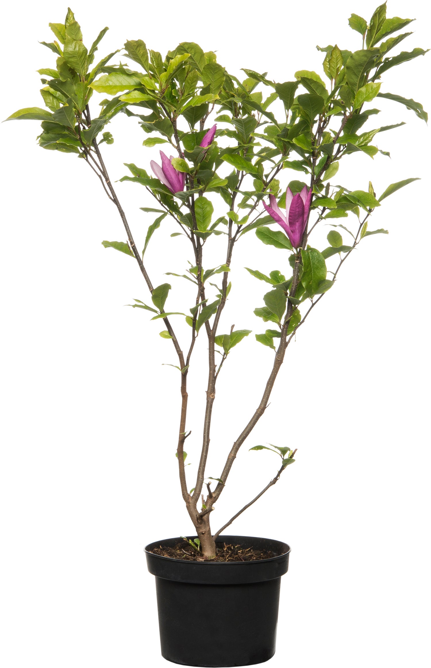 Magnolia (Magnolia liliiflora 'Nigra') D 23 H 40 cm