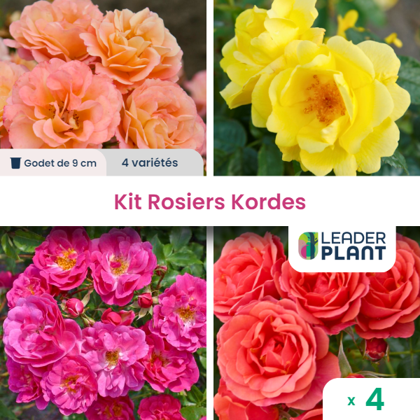 Collection 4 rosiers kordes - lot de 4 plants en godet