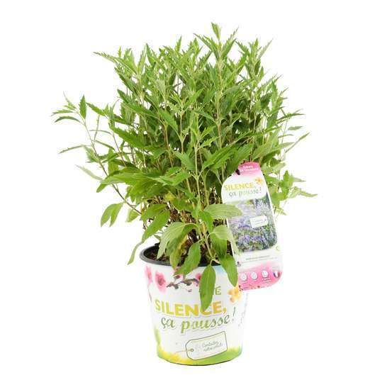 Caryopteris x clandonensis 'Grand Bleu' ® : Tougffe : ctr 4.5 L
