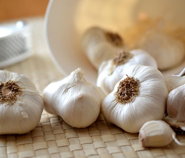 Knoblauch, 6er Schale