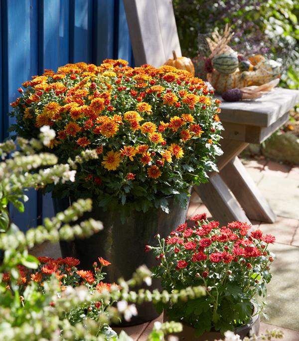 Herbst-Chrysantheme