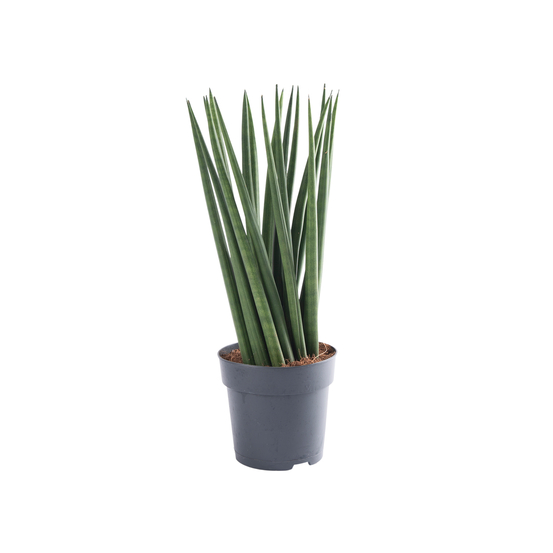 Sanseveria cylindrica spaghetti - pot D12cm