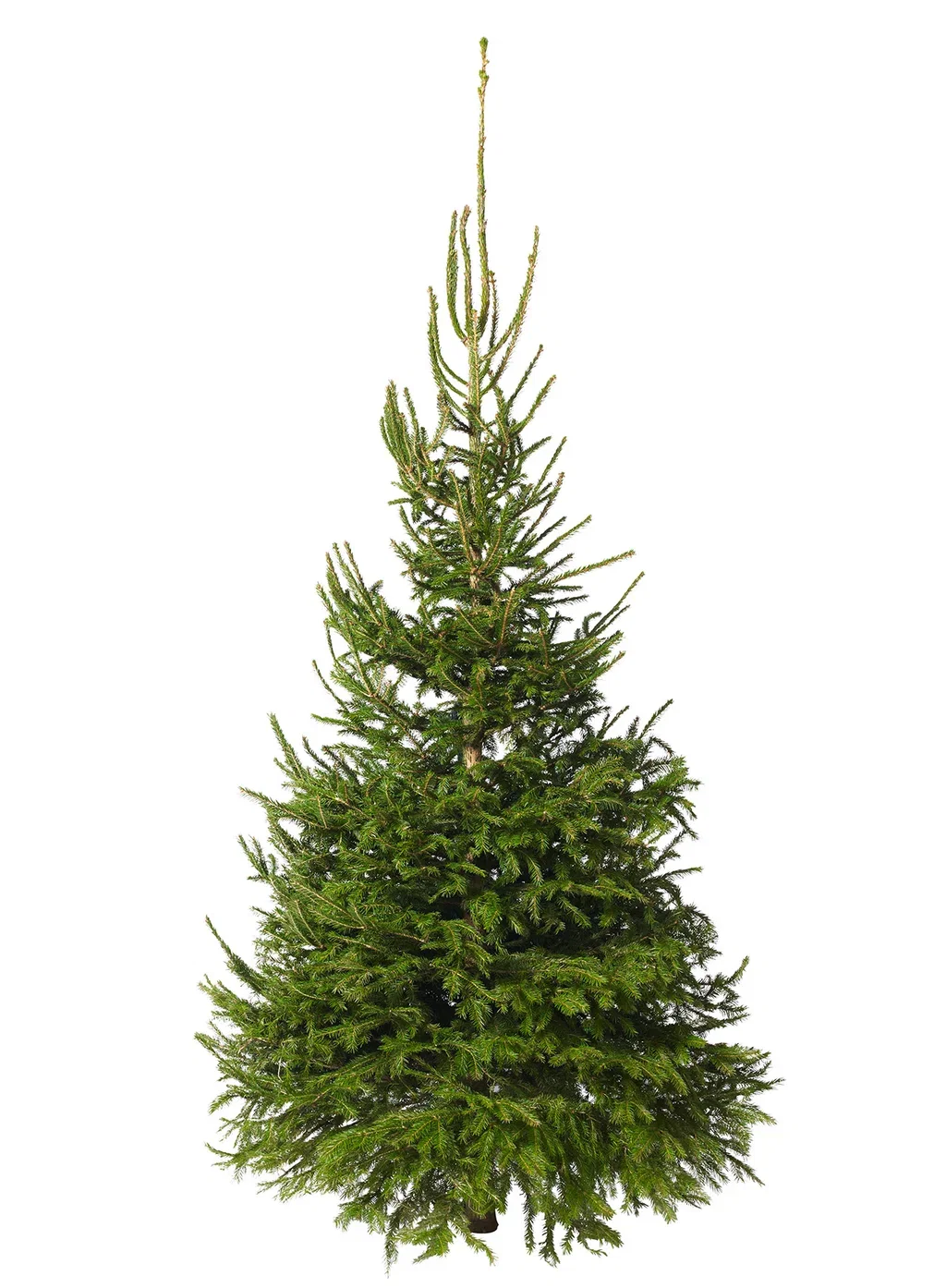 Picea abies Vanlig gran 190-220cm Høyde 190-220 cm