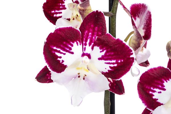 Schmetterlingsorchidee - Phalaenopsis
