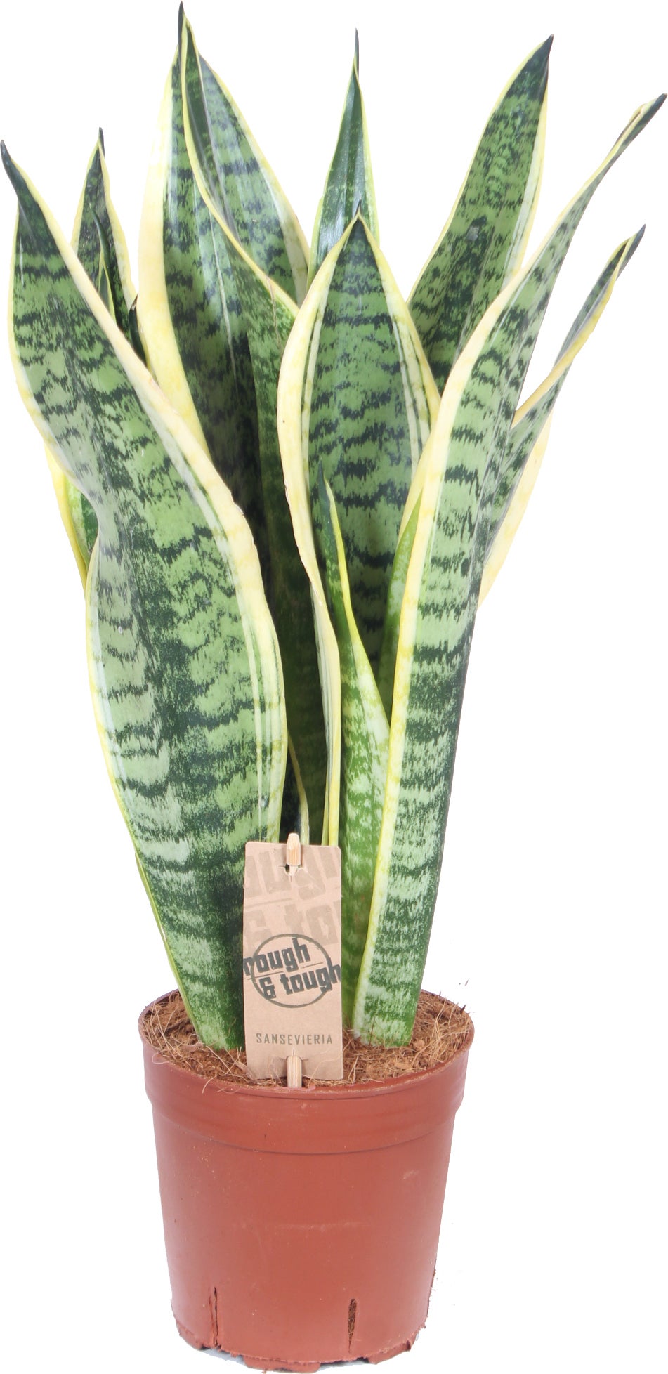 Vrouwentong (Sansevieria trifasciata 'Futura Superba') D 14 H 45 cm