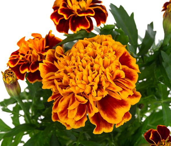 Studentenblume, verschiedene Farben