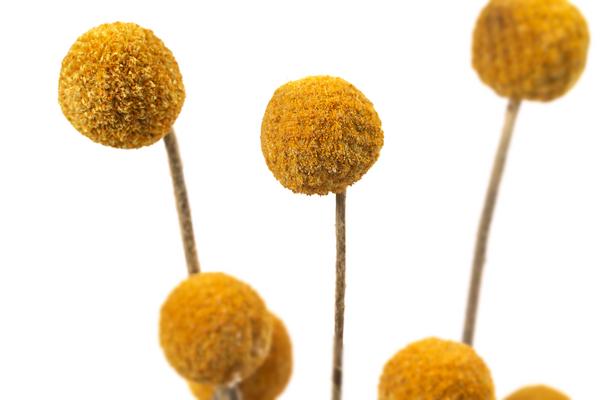 Trockenblumenbund Trommelschlägel
