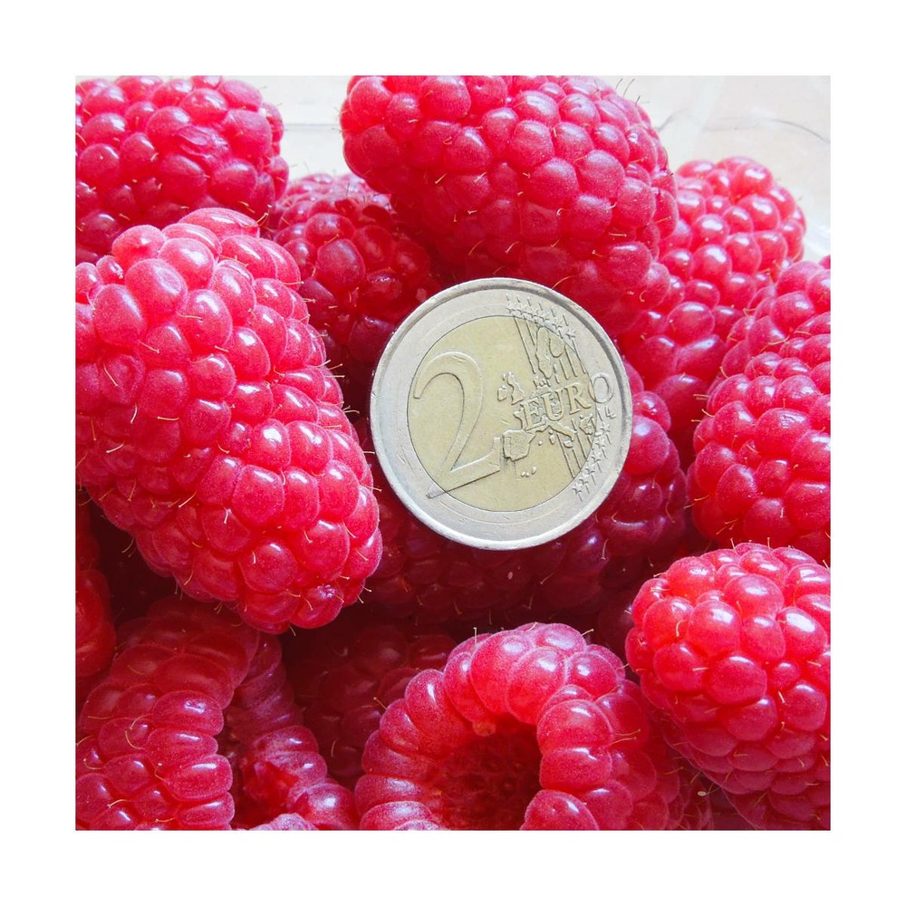 Framboisier idaeus versailles®/rubus idaeus versailles®[-]pot de 5l - 40/60 cm