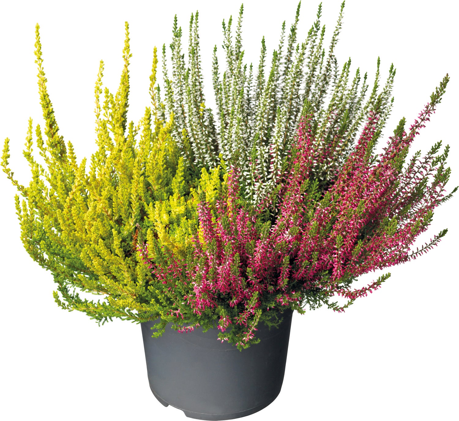 Struikheide trio (Calluna 'Beauty Lady') D 11 H 20 cm