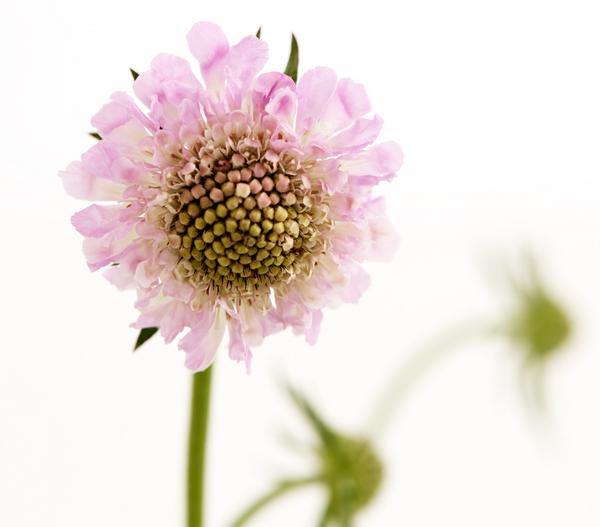 Bio Tauben-Skabiose 'Pink Mist'