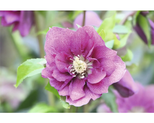 Kerstroos, Lenteroos FloraSelf Helleborus orientalis Viv Ø 19 cm pot dubbele bloemen