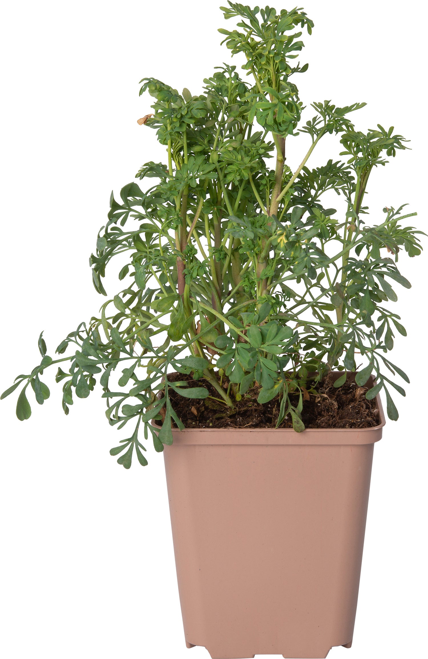 Wijnruit (Ruta graveolens) D 9 H 10 cm