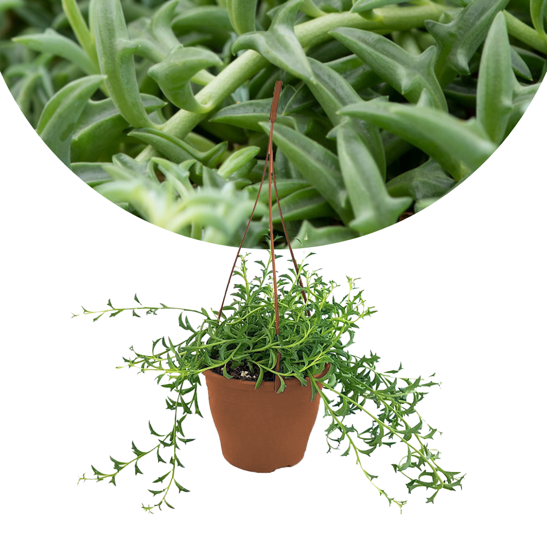 Senecio peregrinus - chaîne de dauphin - pot 12cm - hauteur 10-20cm