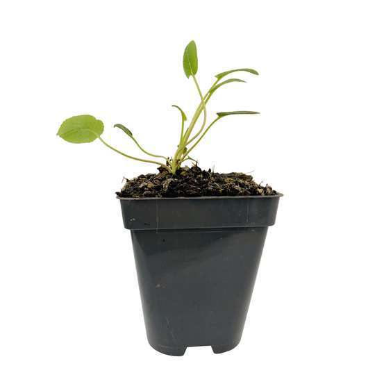 Campanule agglomérée : godet vert