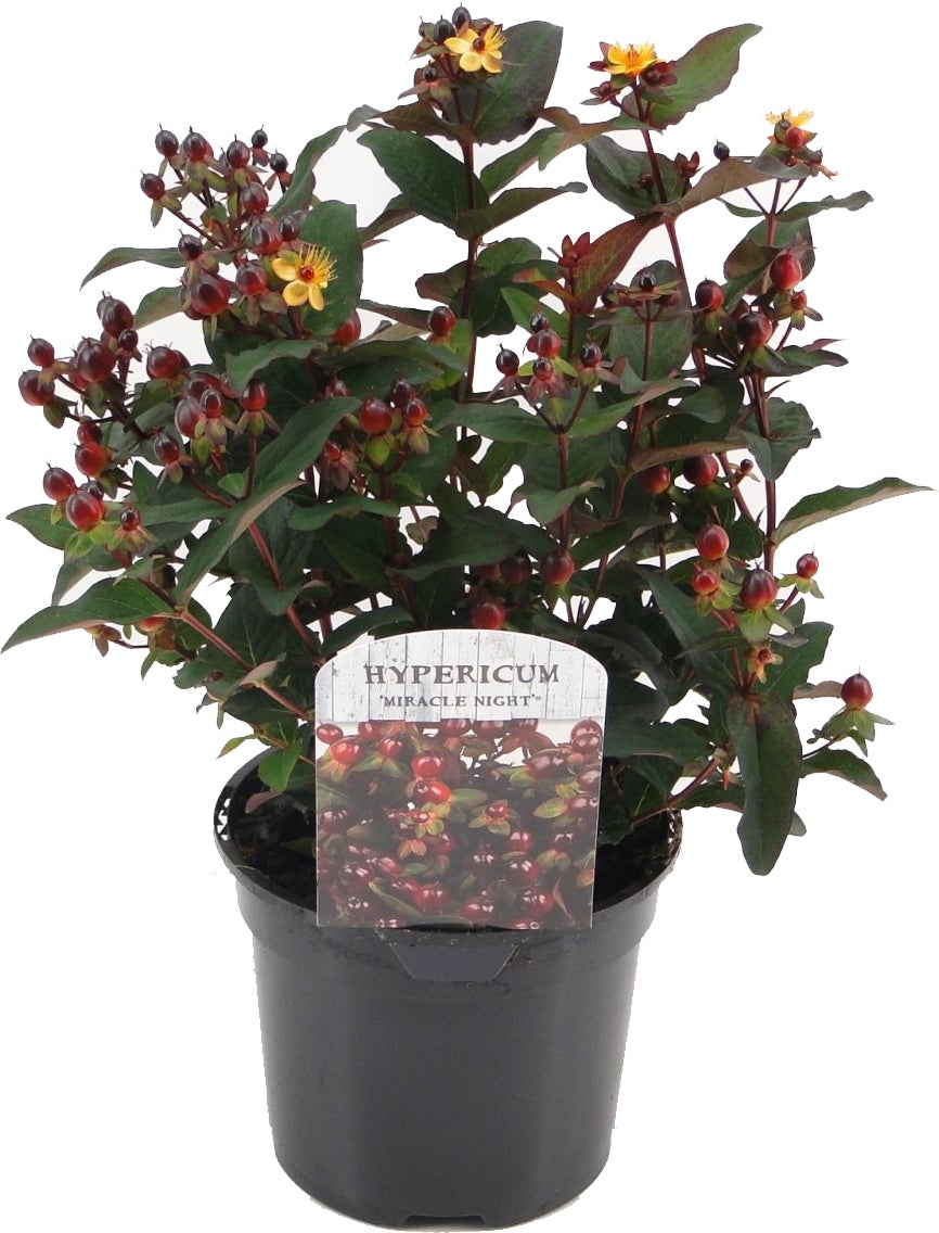 Hertshooi (Hypericum 'Miracle Night') D 17 H 25 cm