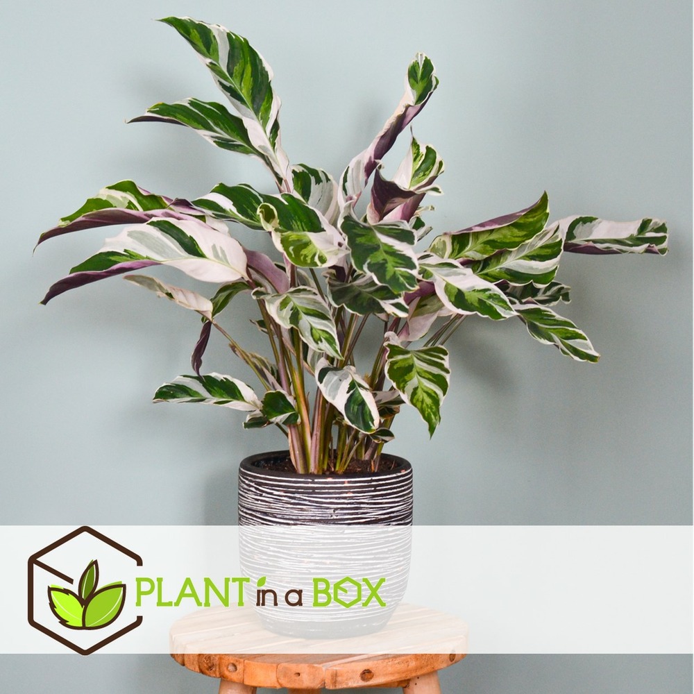 Calathea fusion white - purificateur d'air - pot 14cm - hauteur 30-40cm