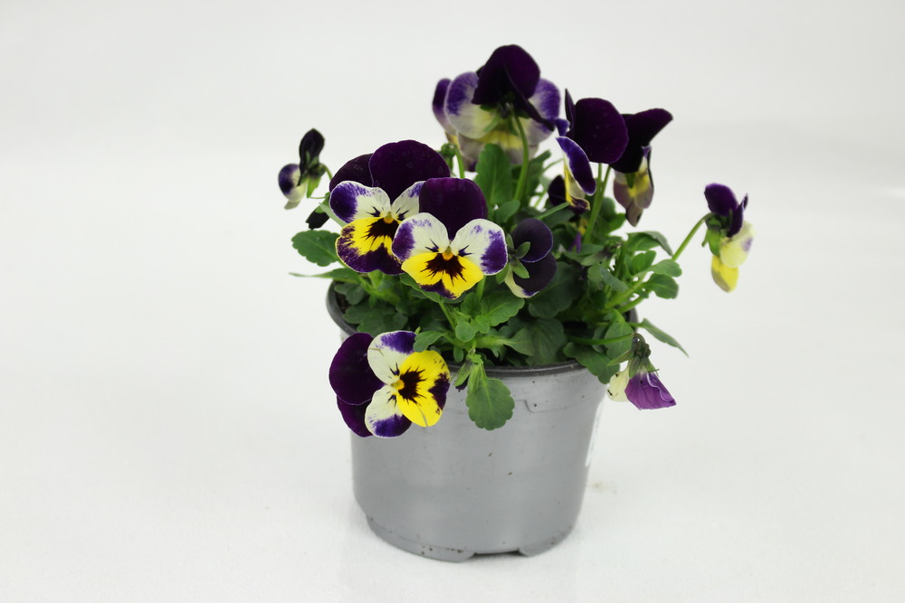 Plant de viola cornuta pot 10,5 cm