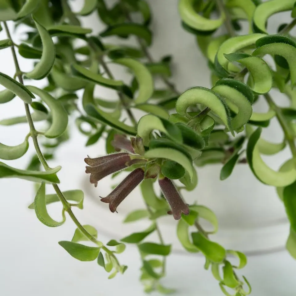 Lippenstiftplant - Aeschynanthus pulcher - Hoogte 20-30cm - ⌀15cm