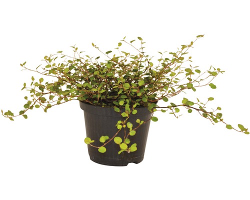 Draadstruik FloraSelf Muehlenbeckia axillaris Ø 12 cm pot