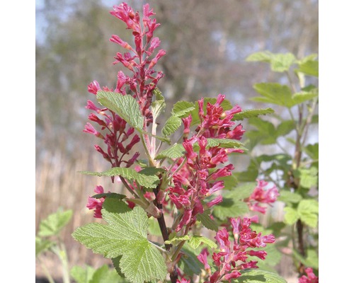 Bloedbes FloraSelf Ribes sanguineum 'King Edward VII' H 60-80 cm Co 4 L