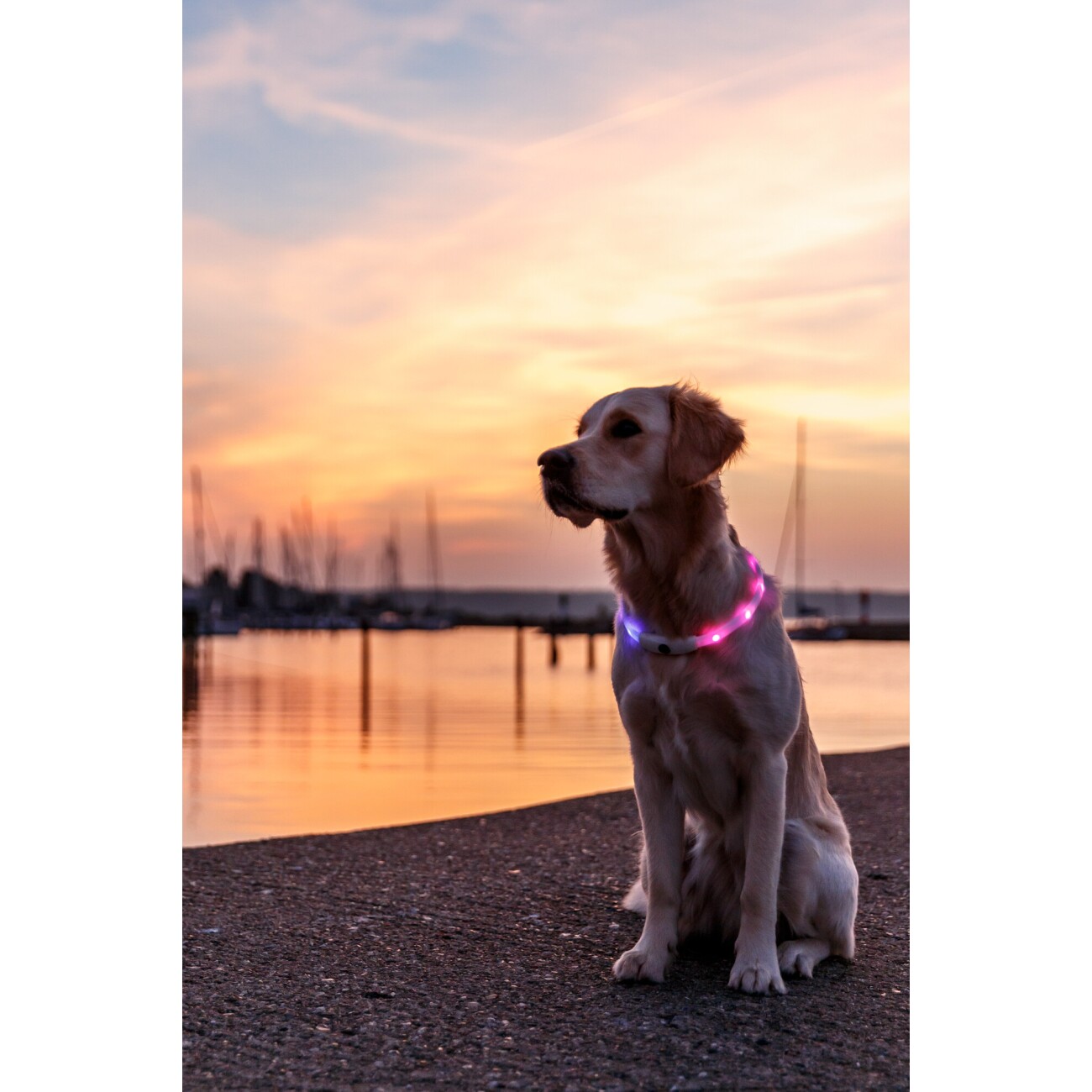 Trixie Flash Leuchtring USB, Silikon, XS–XL: 65 cm/16 mm, multicolor