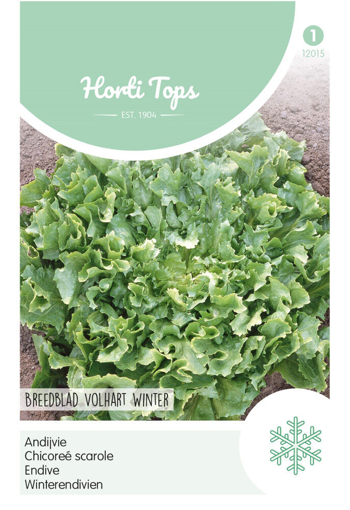 Hortitops Andijvie Cichorium endivia Breedblad Volhart Winter - Groentezaden