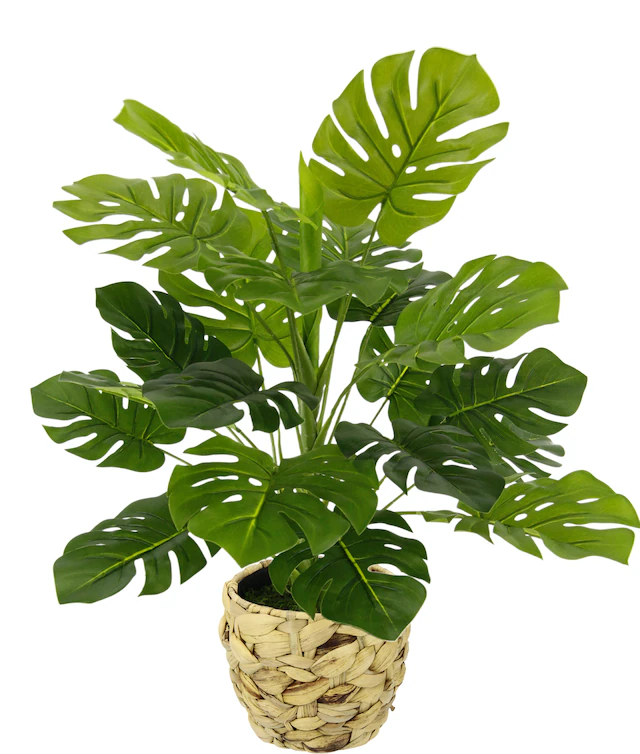 I.GE.A. Kunstpflanze »Monstera« Mit Übertopf künstlicheSplitphilo-Pflanze
